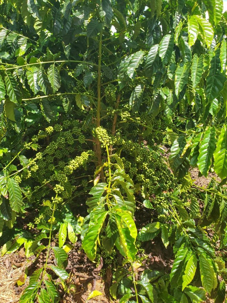 Uganda Robusta Coffee